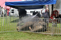Elephant wash @ Carson & Barnes circus 7/10/16