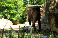 St Louis Zoo
